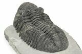 Large Phacopid (Drotops) Trilobite - Mrakib, Morocco #233835-4